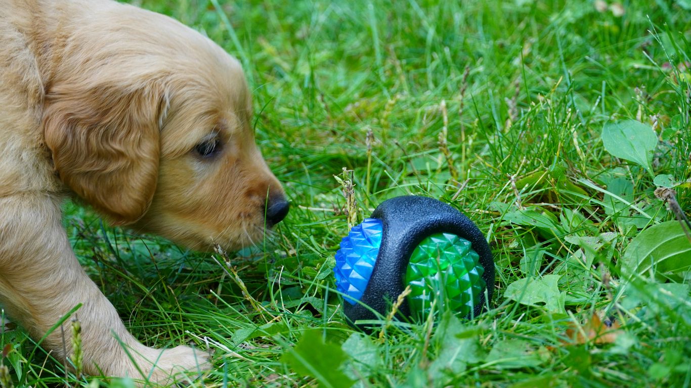 a puppy playing with a toy in the grass