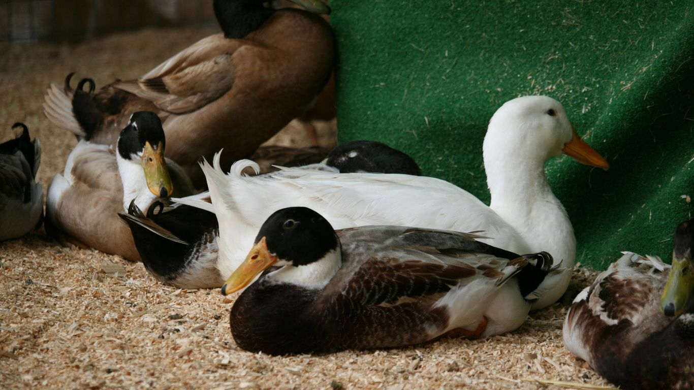 A group of ducks sitting next to each other