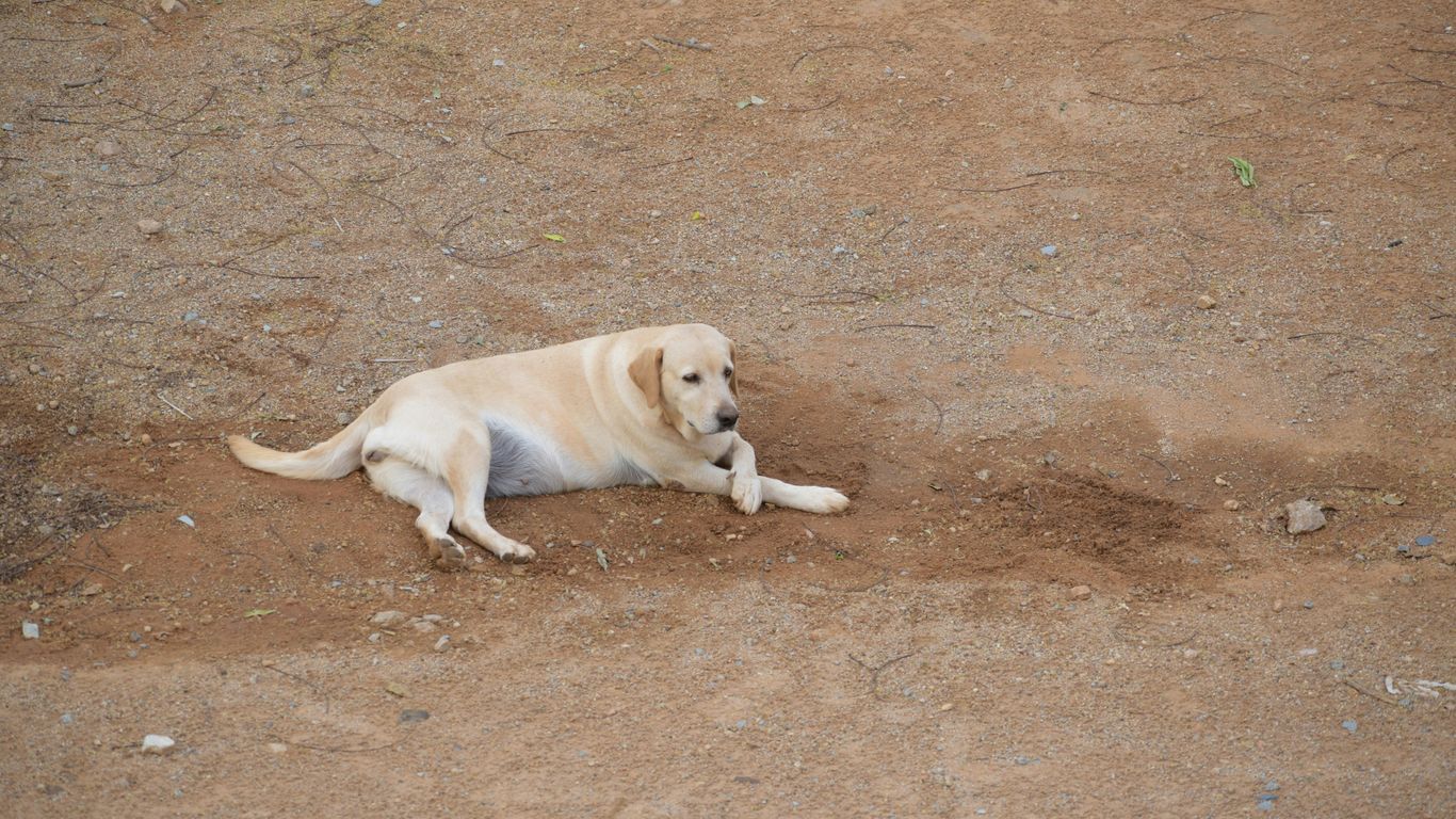 yellow labrador retriever lying on brown sand during daytime
