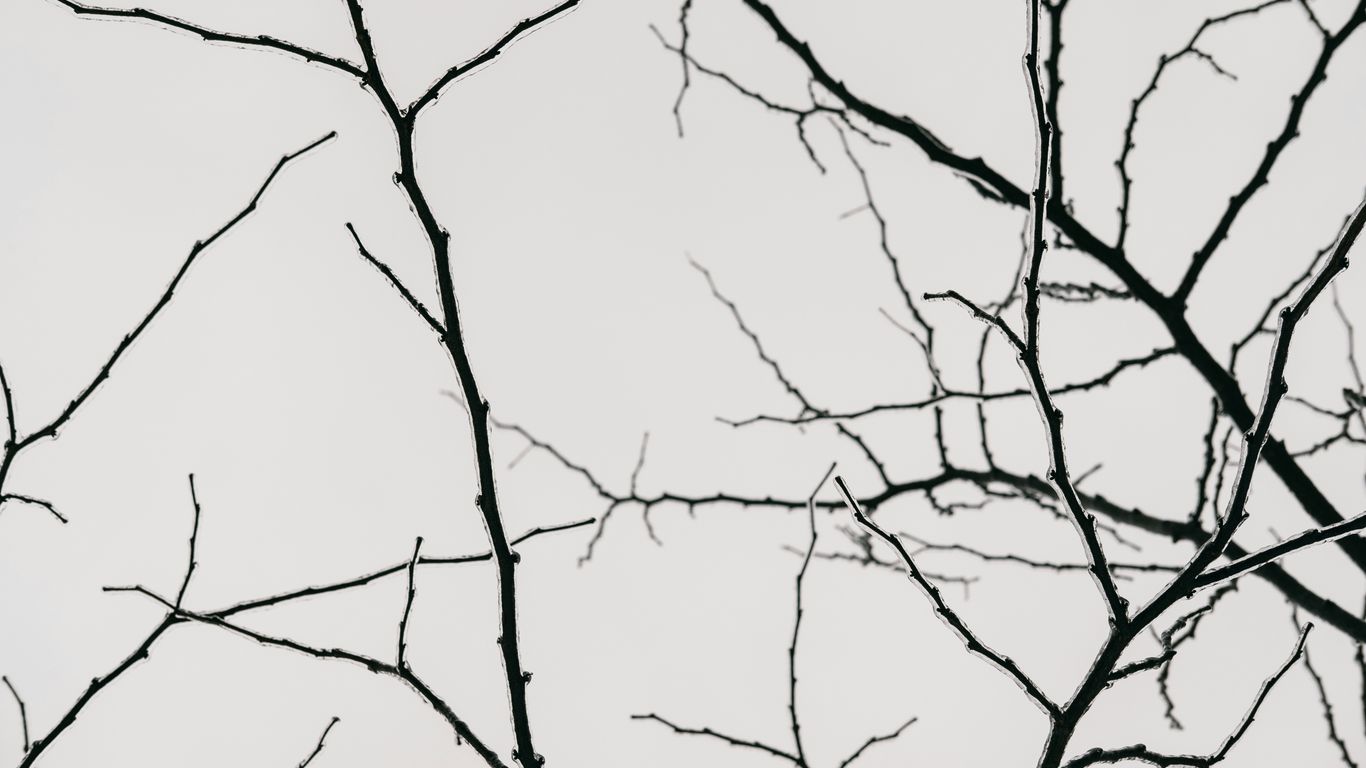 silhouette photography of tree branches