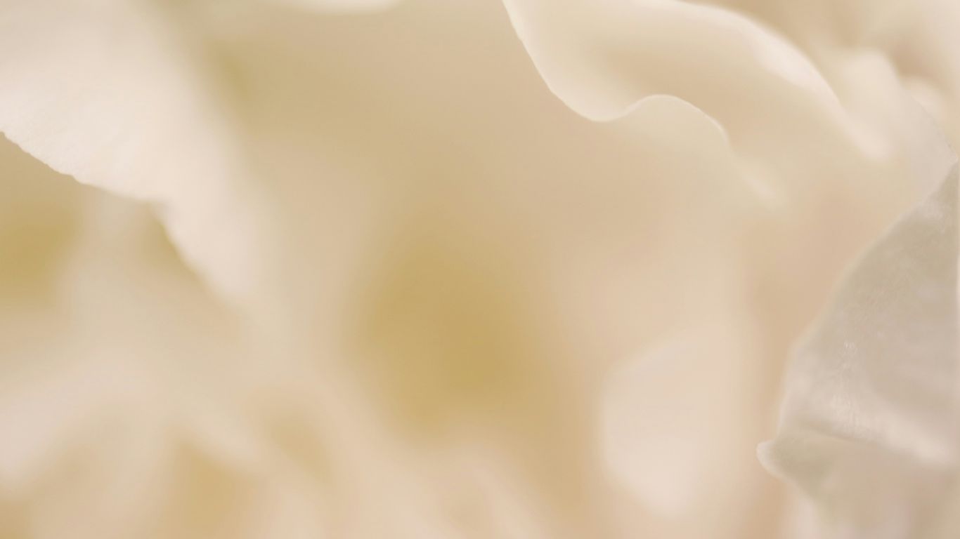 a close up of a white flower with a blurry background