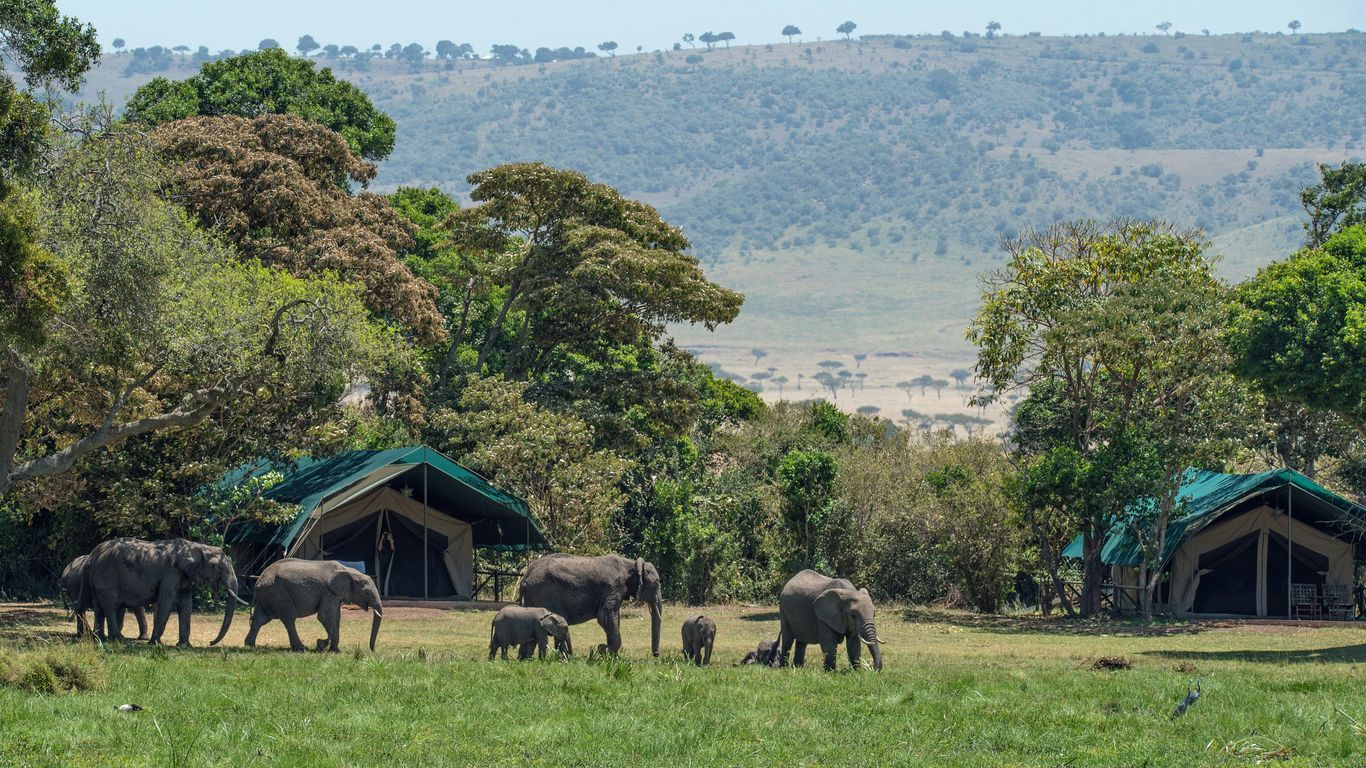 elephants near trees
