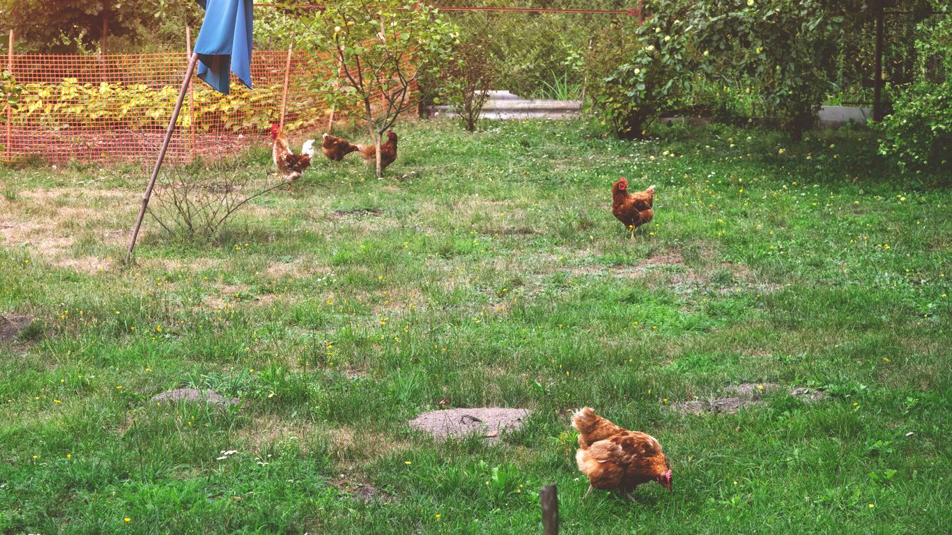 a group of chickens walking across a lush green field