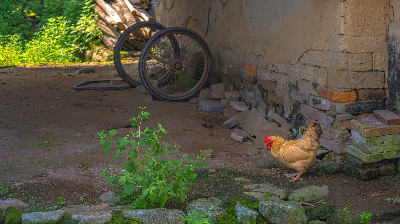 brown chicken on green grass near brown wooden bicycle