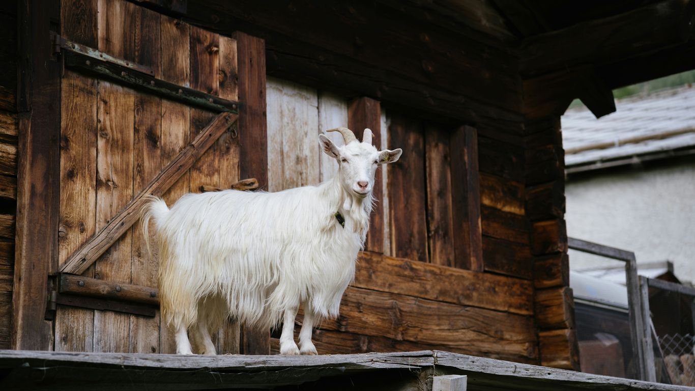 a goat standing on top of a wooden building
