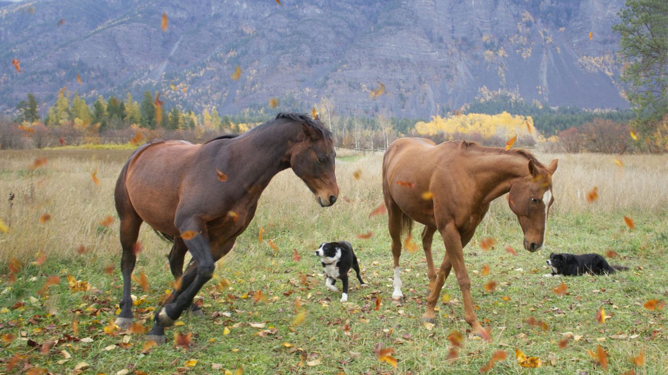two horses and a dog in a field