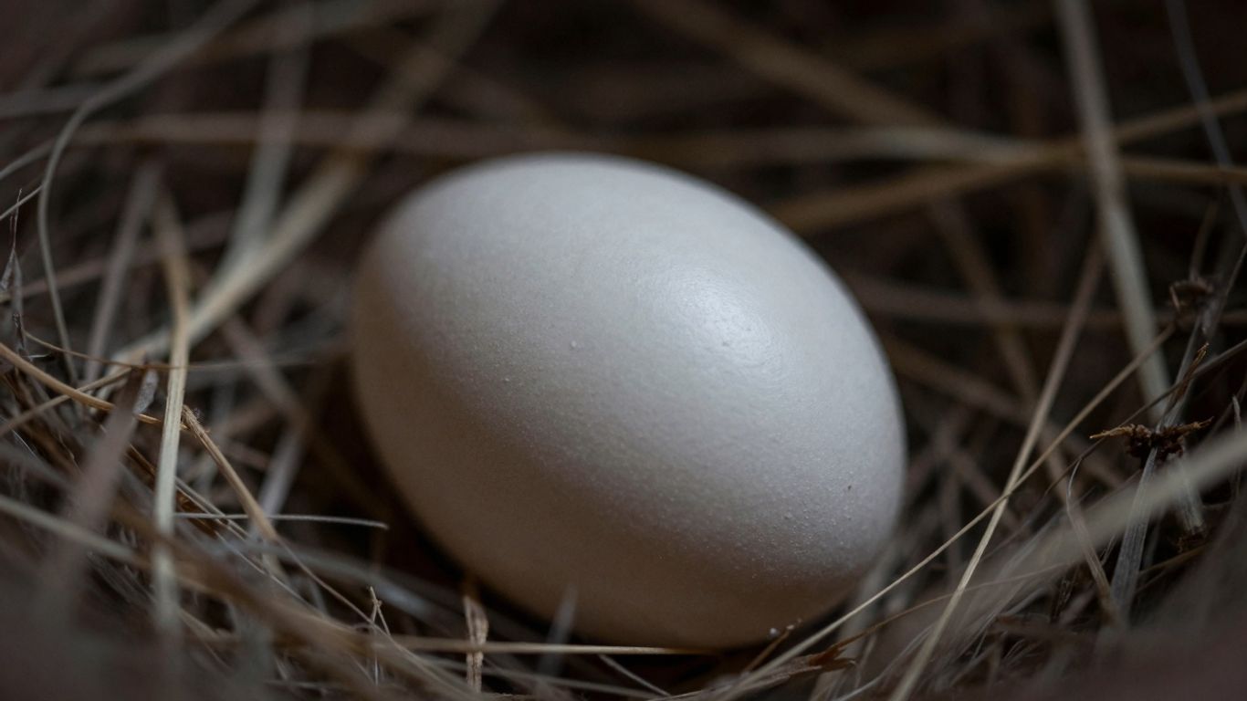 African Grey parrot egg in soft nesting material.