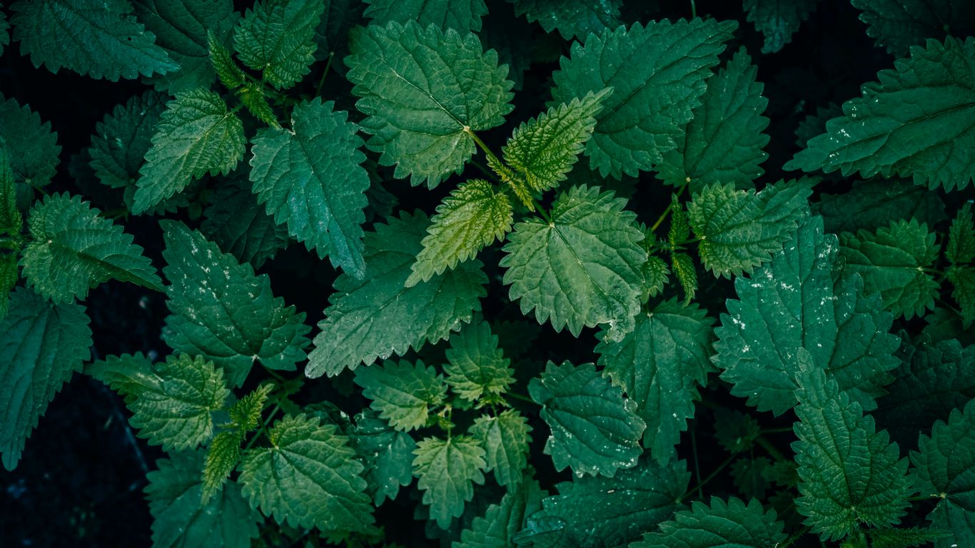 Green leaves fill the frame.
