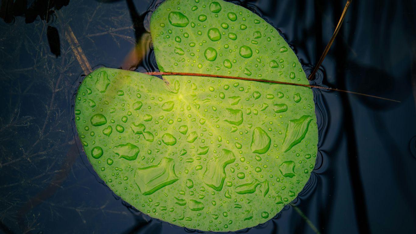 a green leaf floating on top of a body of water