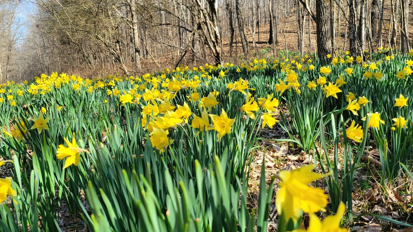 a field full of yellow flowers next to a forest