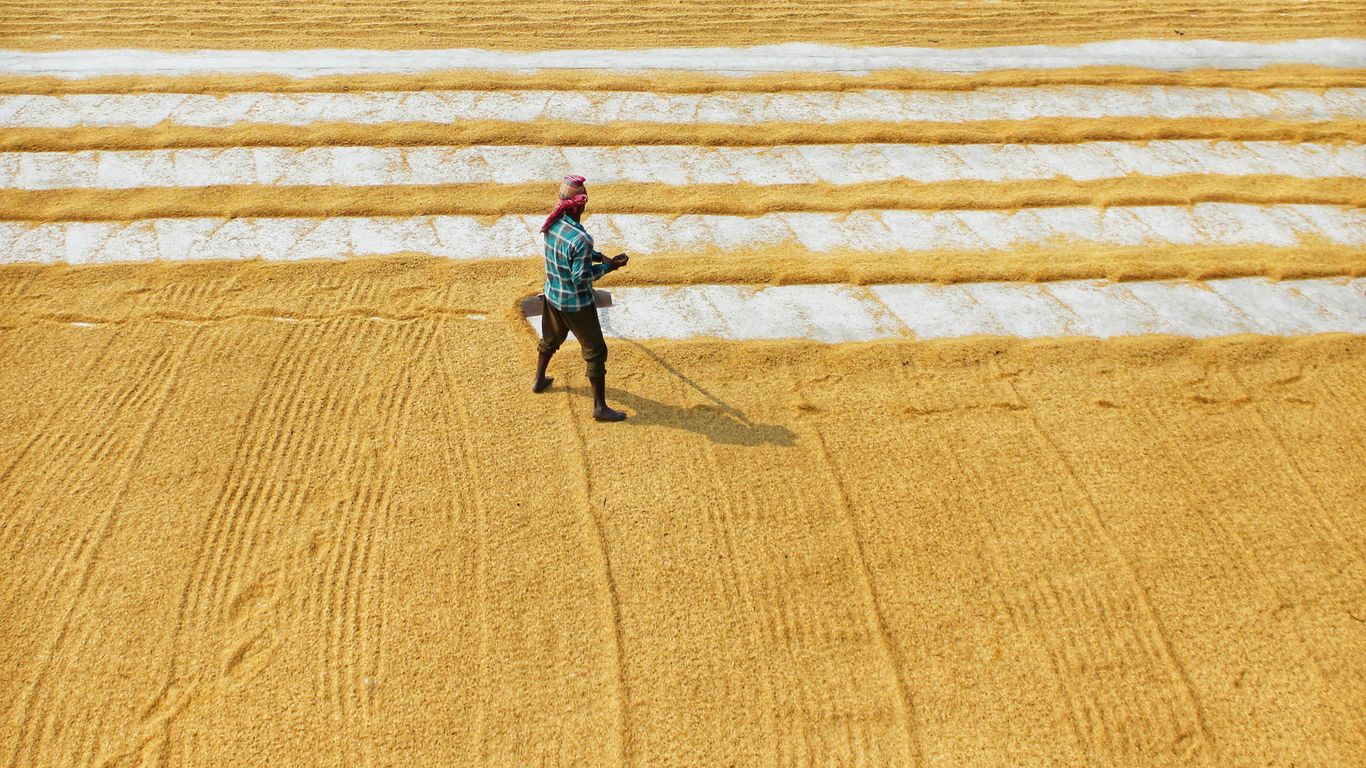 a person in a field with a horse