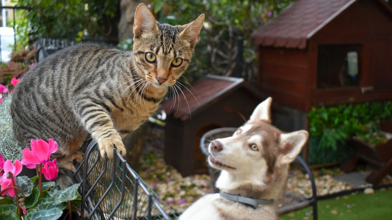 a cat and a dog on a chair outside
