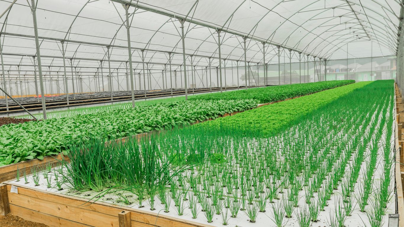 A large greenhouse with lots of plants growing inside of it