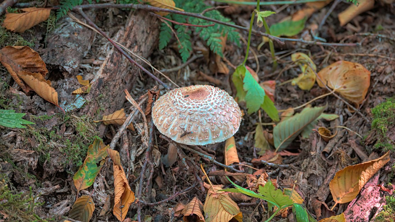 a mushroom is growing on the ground in the woods