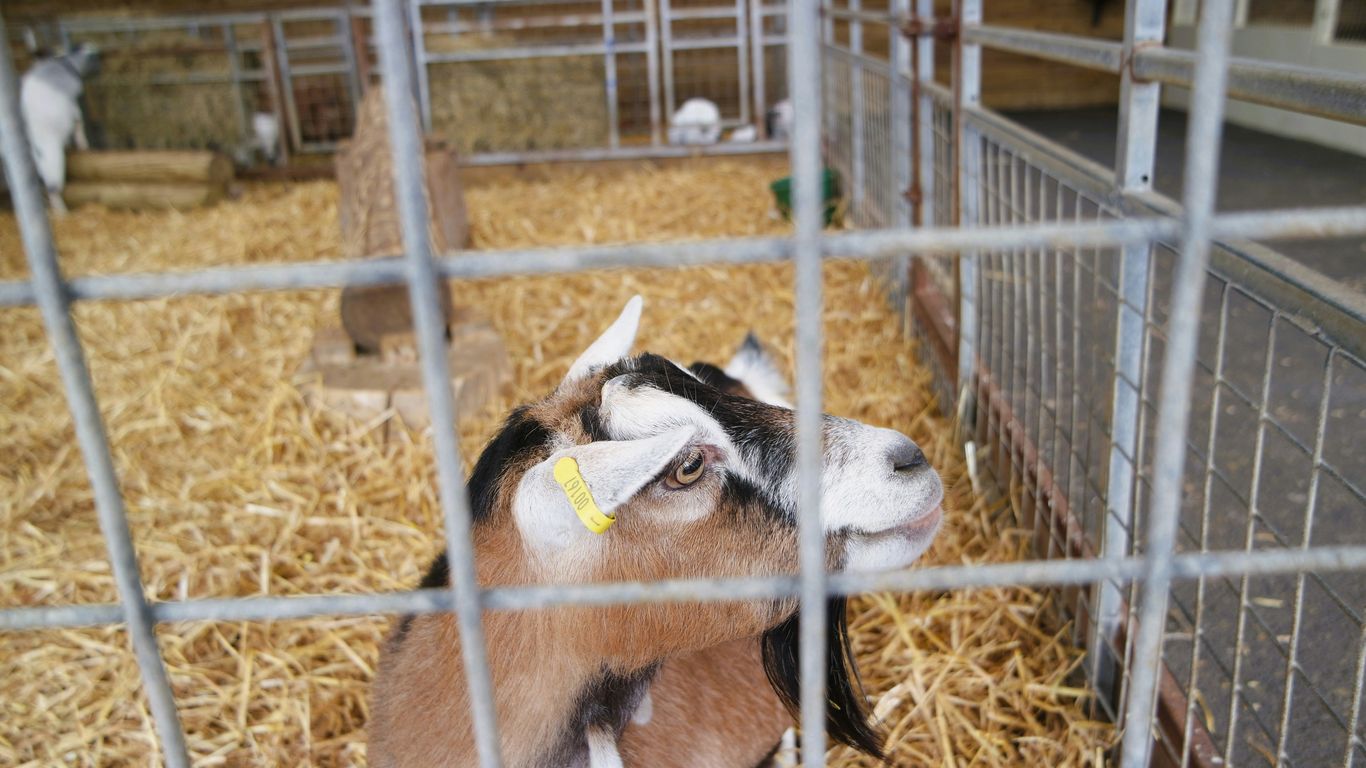 A small goat in a cage with hay