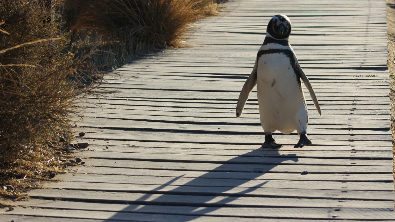 nihilist penguin meme