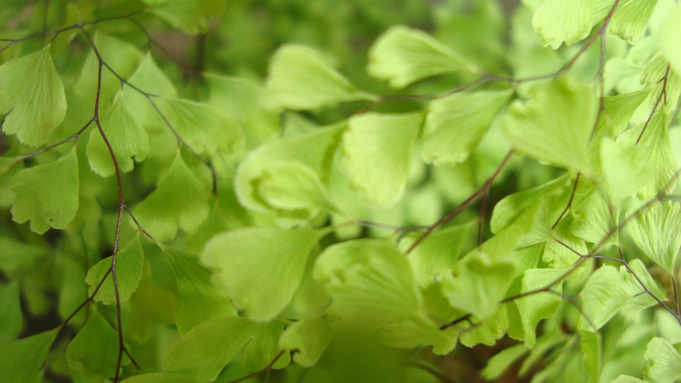 A blurry photo of green leaves on a tree