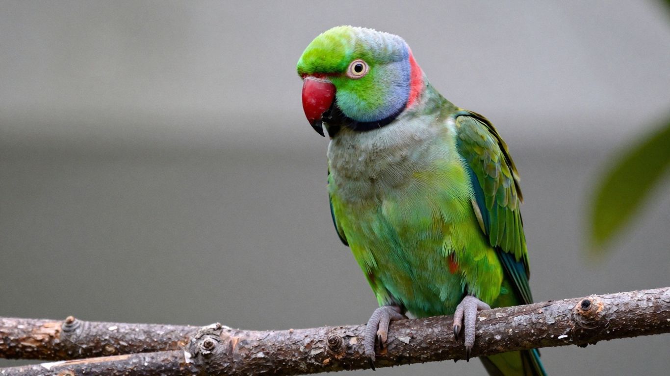 Alexandrine parakeet perched on a branch, ready for a new home.