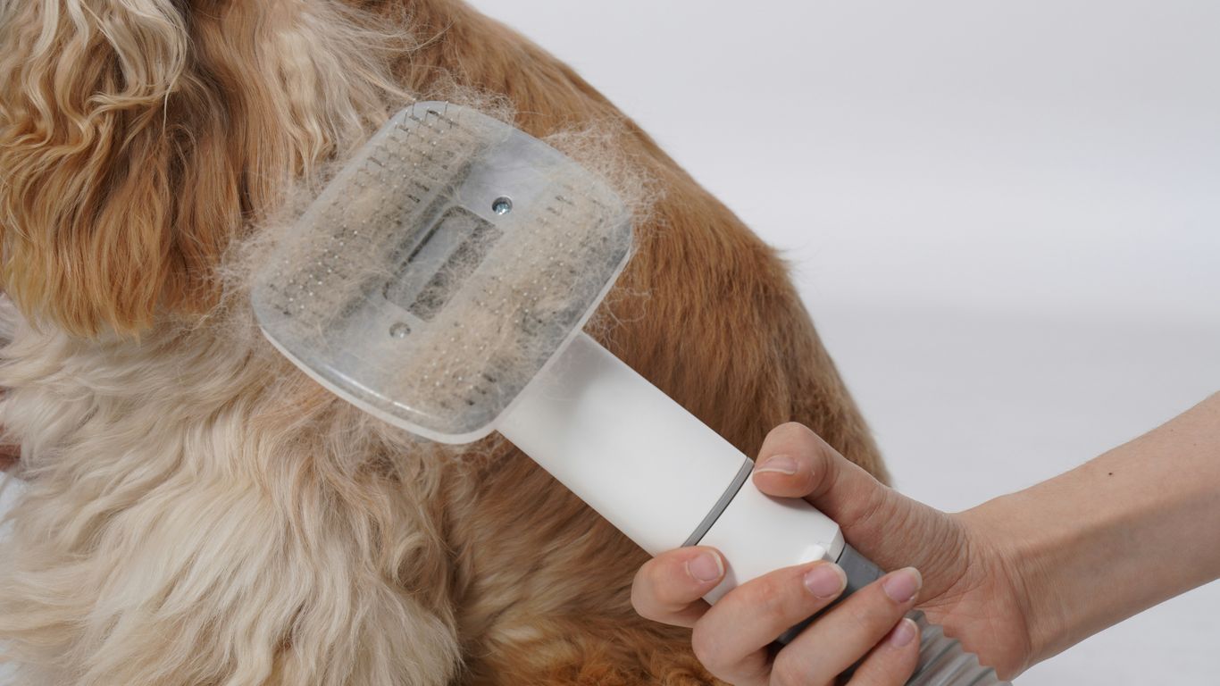 A dog being groomed with a hair dryer