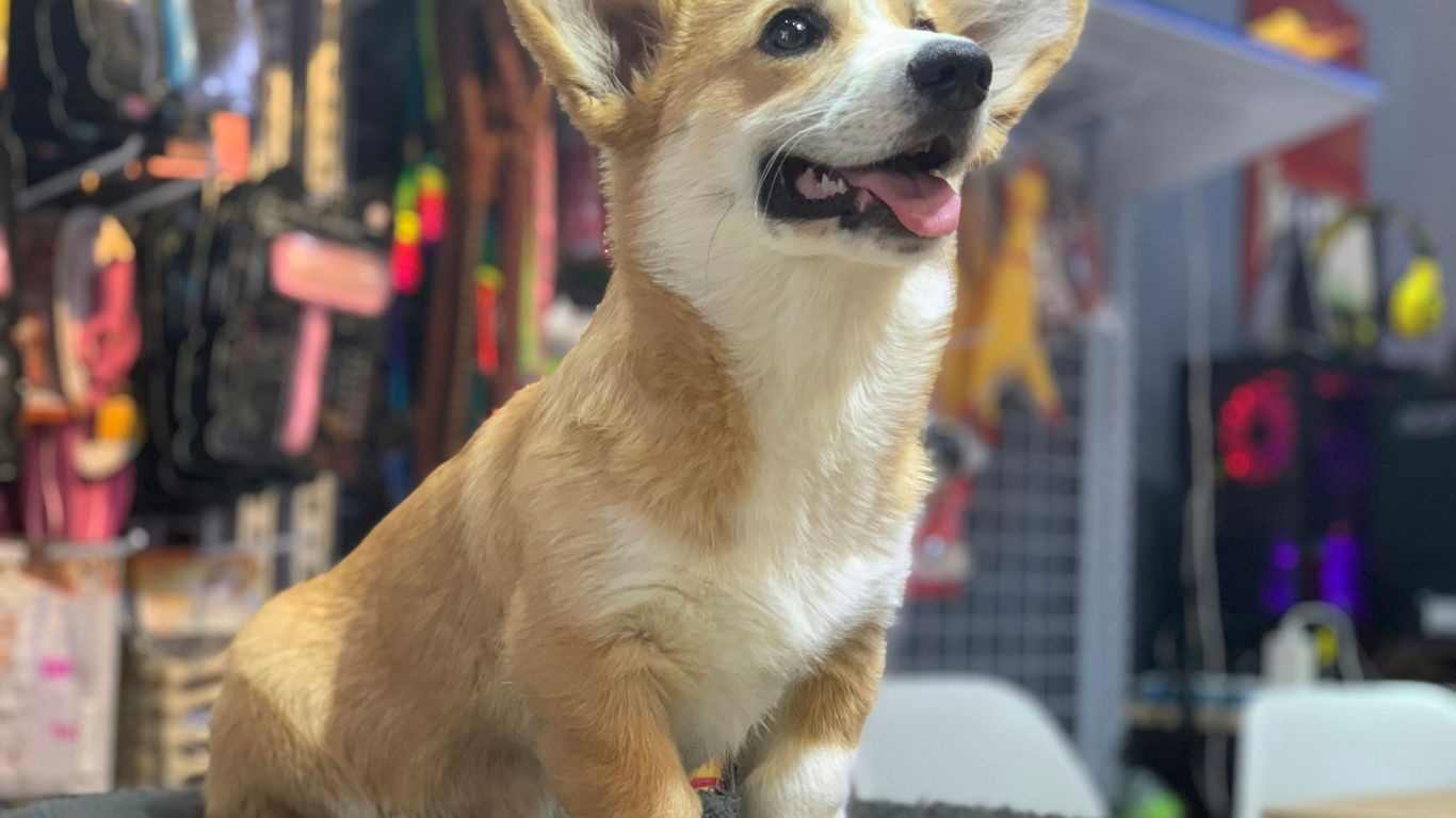 A happy corgi dog sits looking to the side.