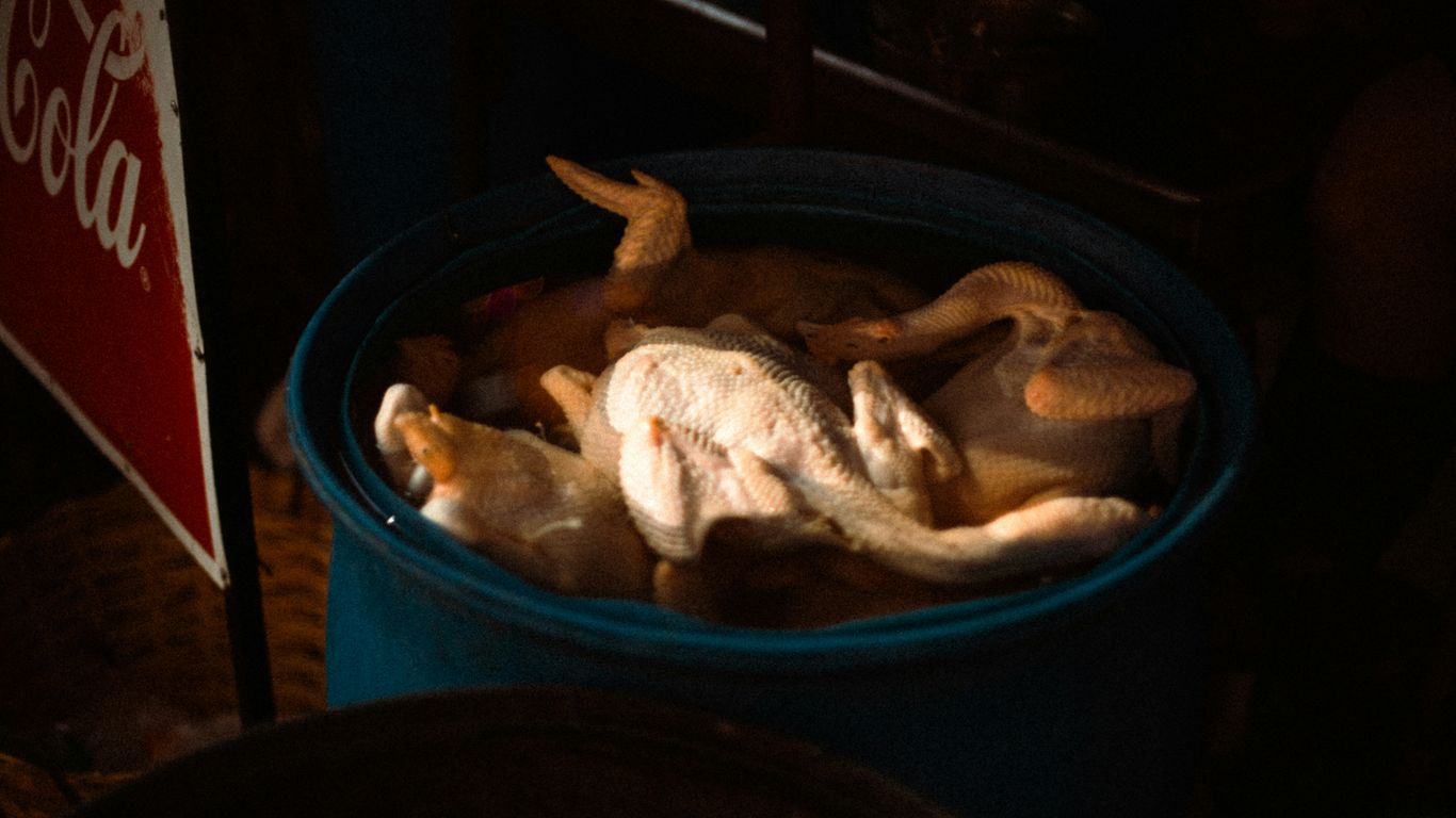 Chickens are submerged in a blue barrel.