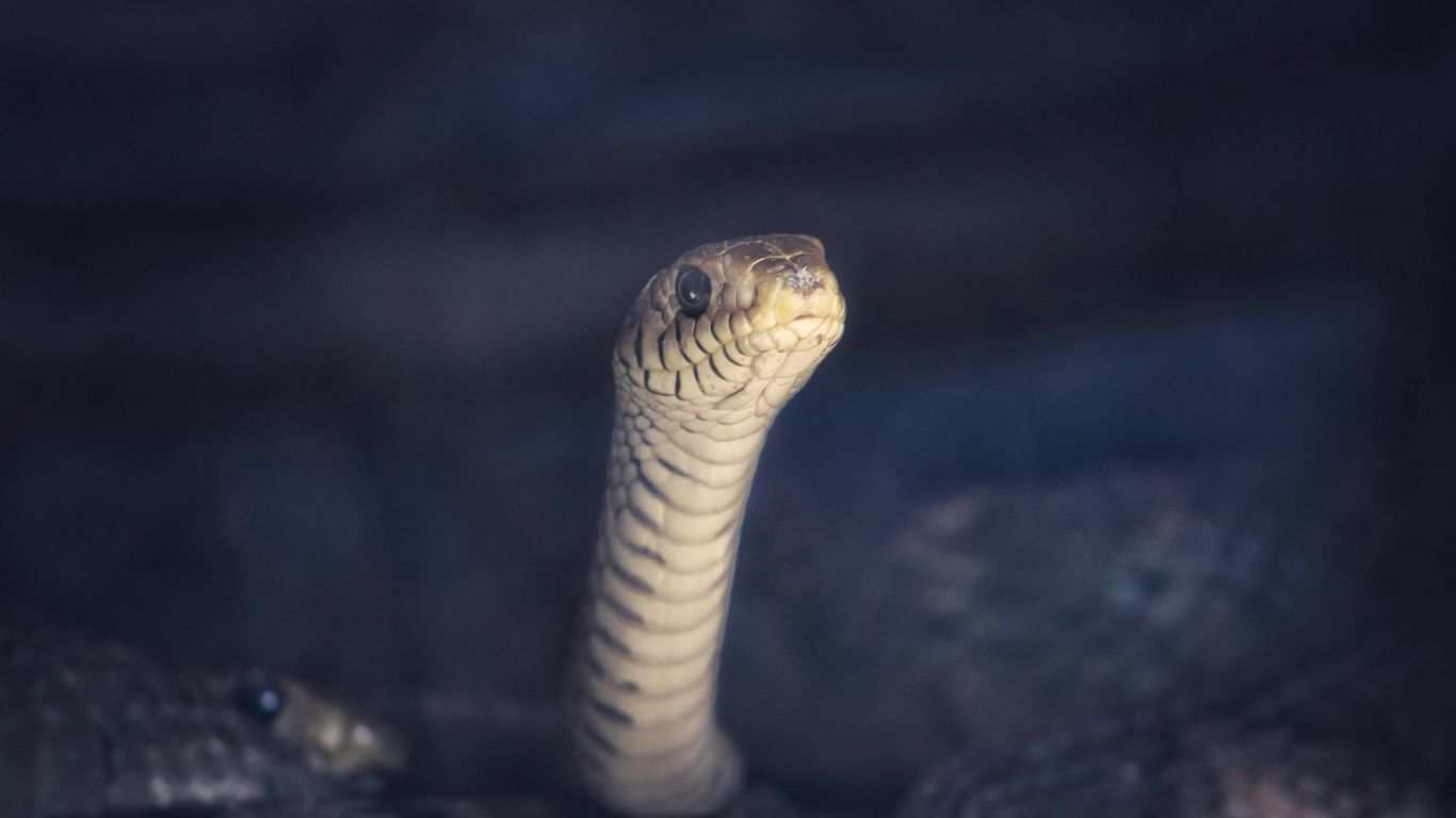 yellow and black snake on black surface