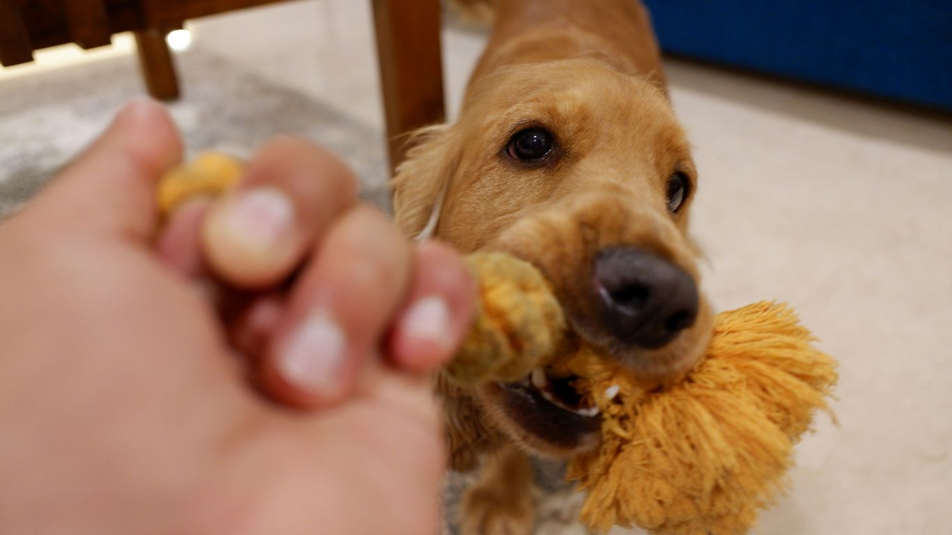 a dog holding a toy in its mouth