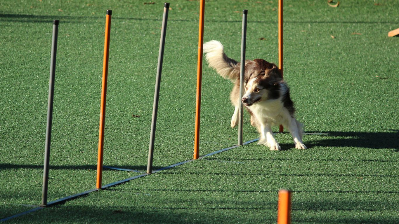 adult rough collie