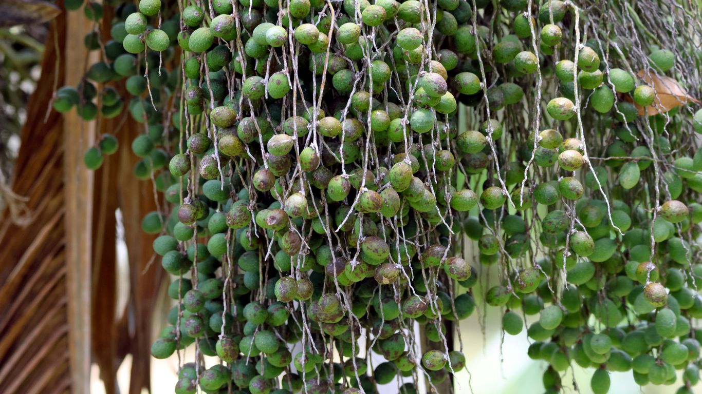 Clusters of small green fruits hanging from a branch