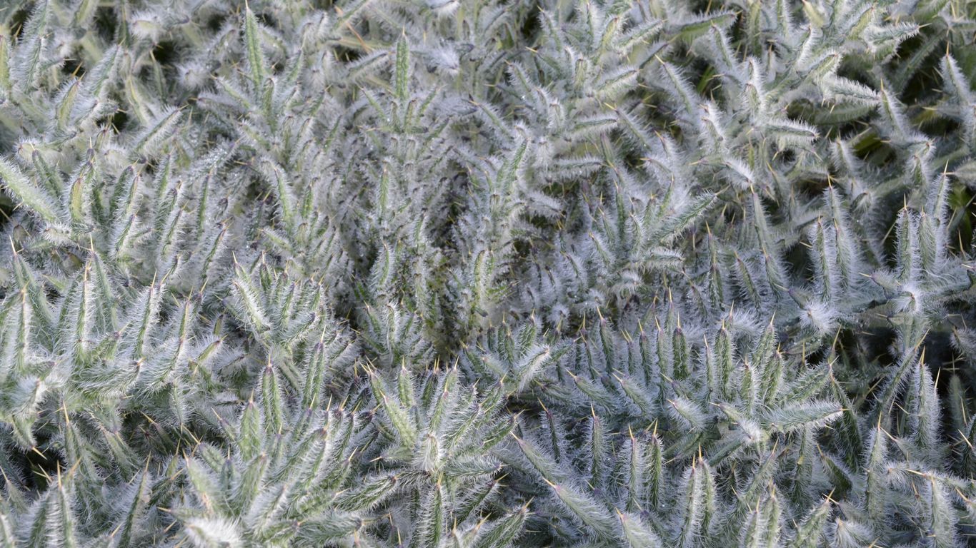 a bunch of plants that are in the grass