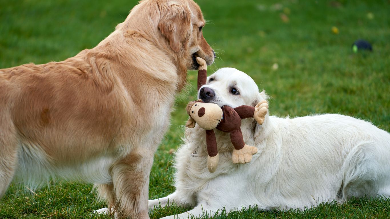 a couple of dogs playing in the grass