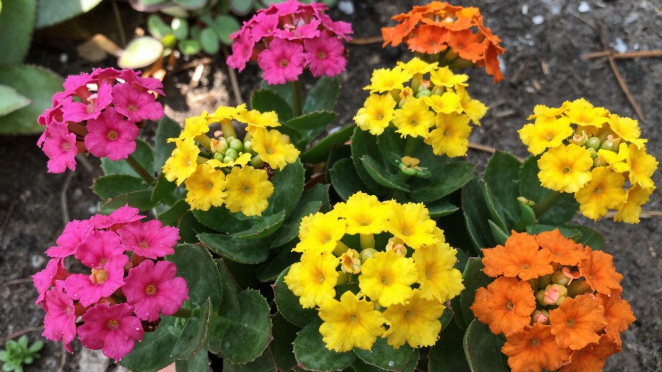 Bloeiende vetplanten in een tuin met felle kleuren.