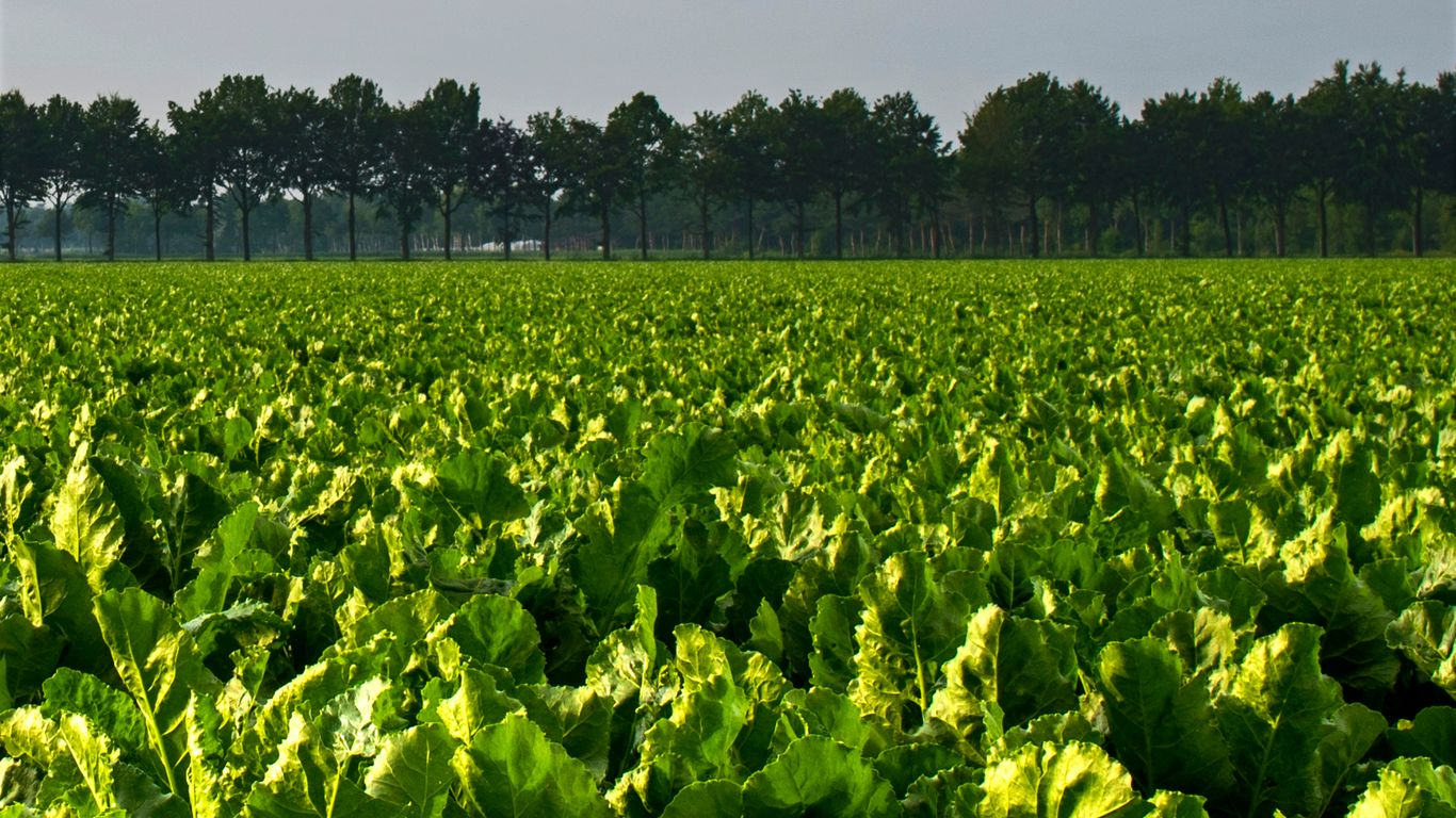 green plants under white sky during daytime