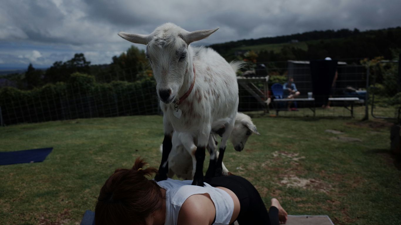 a woman laying on the ground with a goat on her back