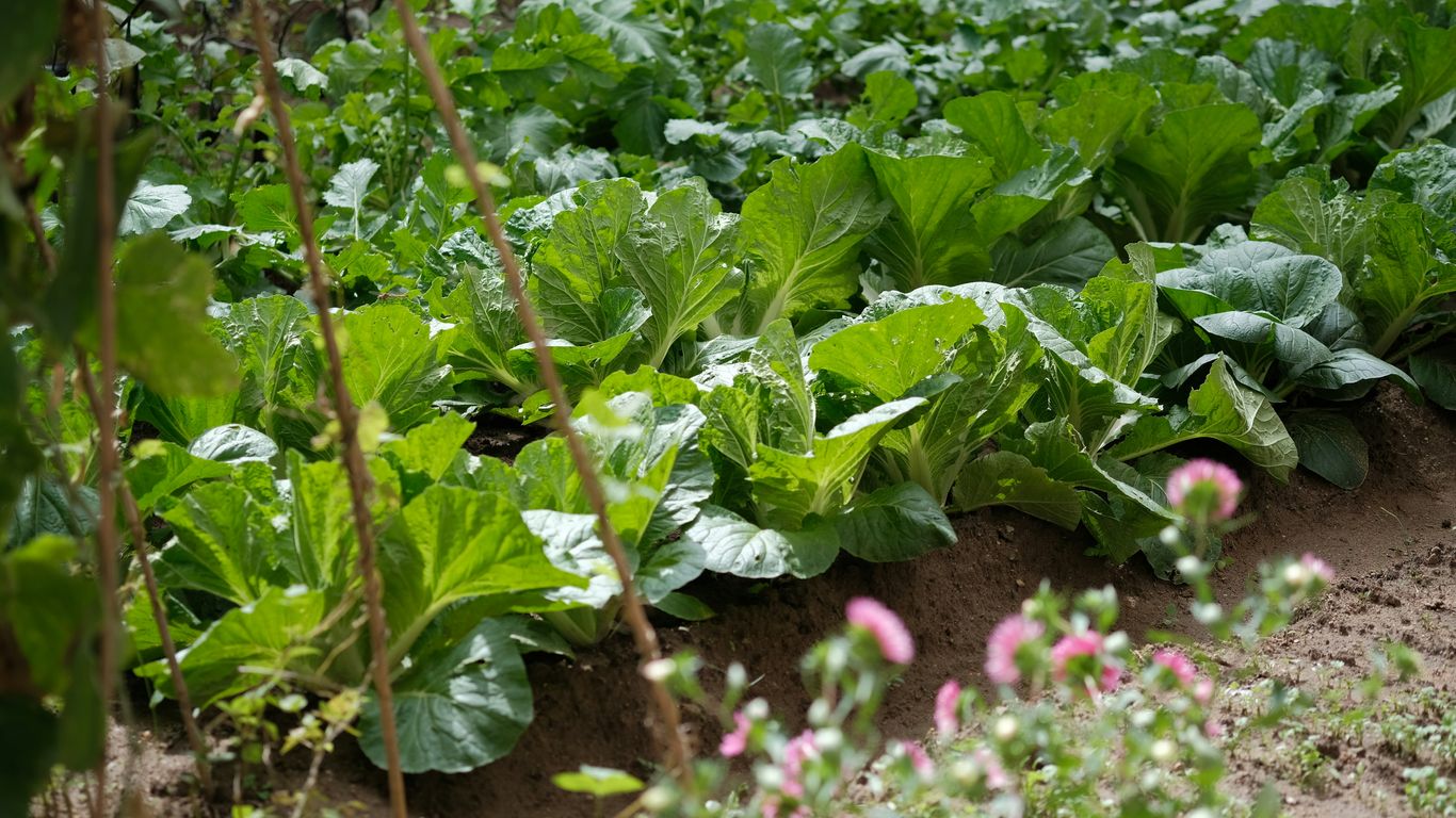 field of vegetables