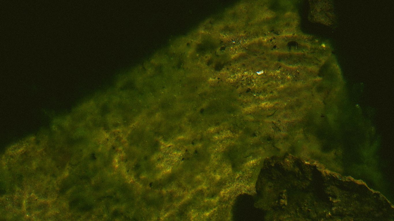 a close up of a rock with algae growing on it