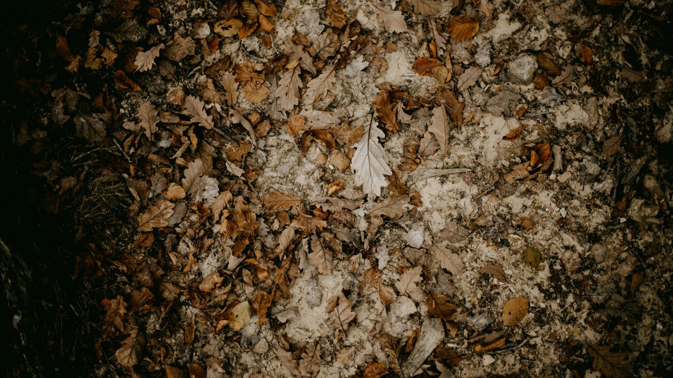 a bunch of leaves that are on the ground