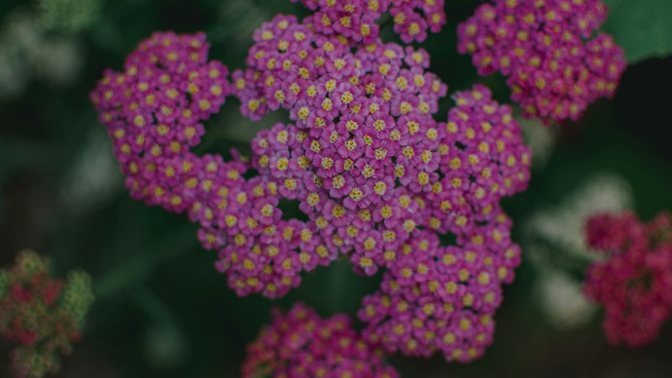 a close up of a bunch of purple flowers