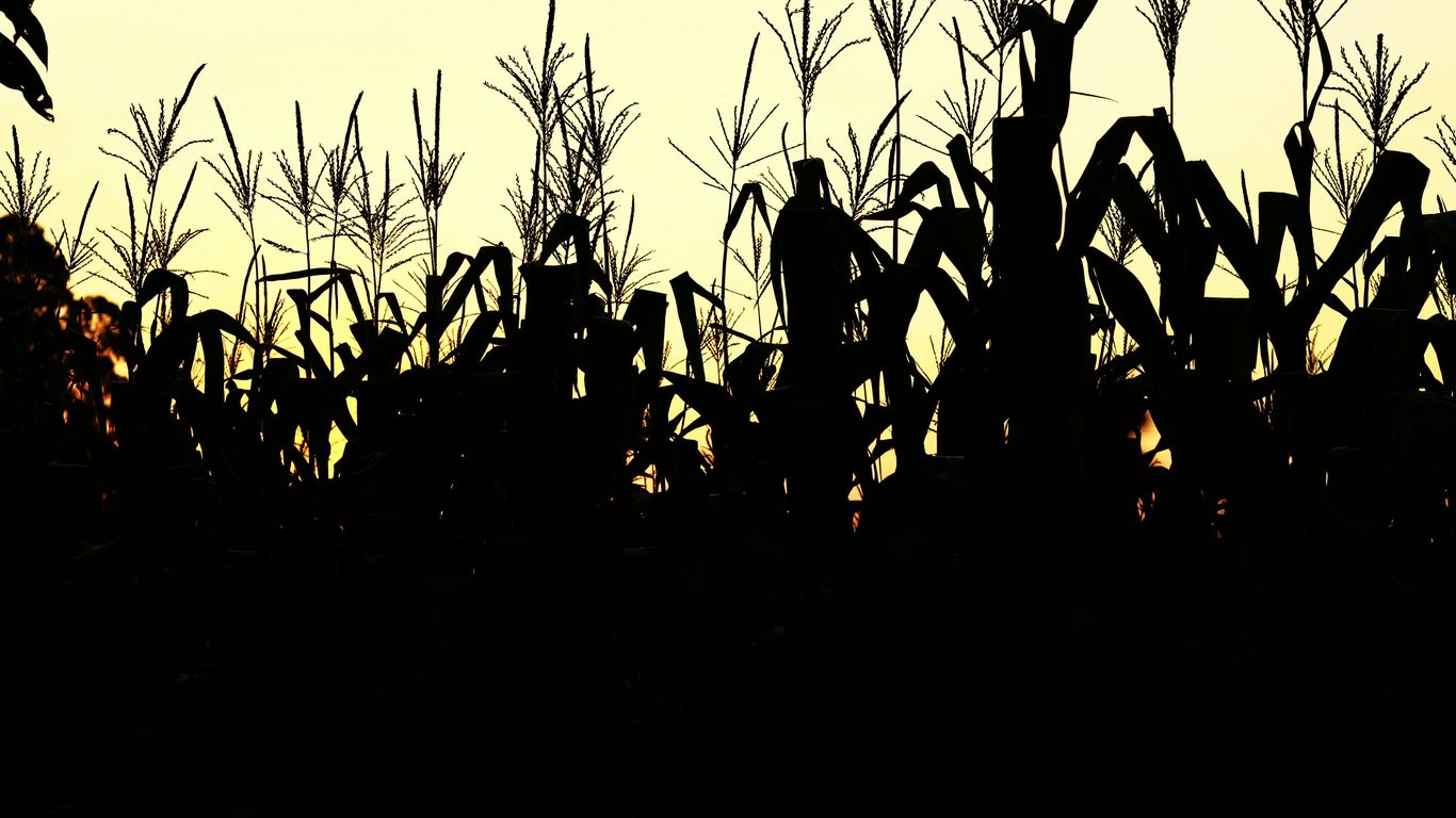 A silhouette of a cornfield at sunset