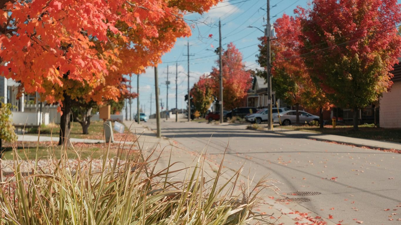 a street with trees and cars
