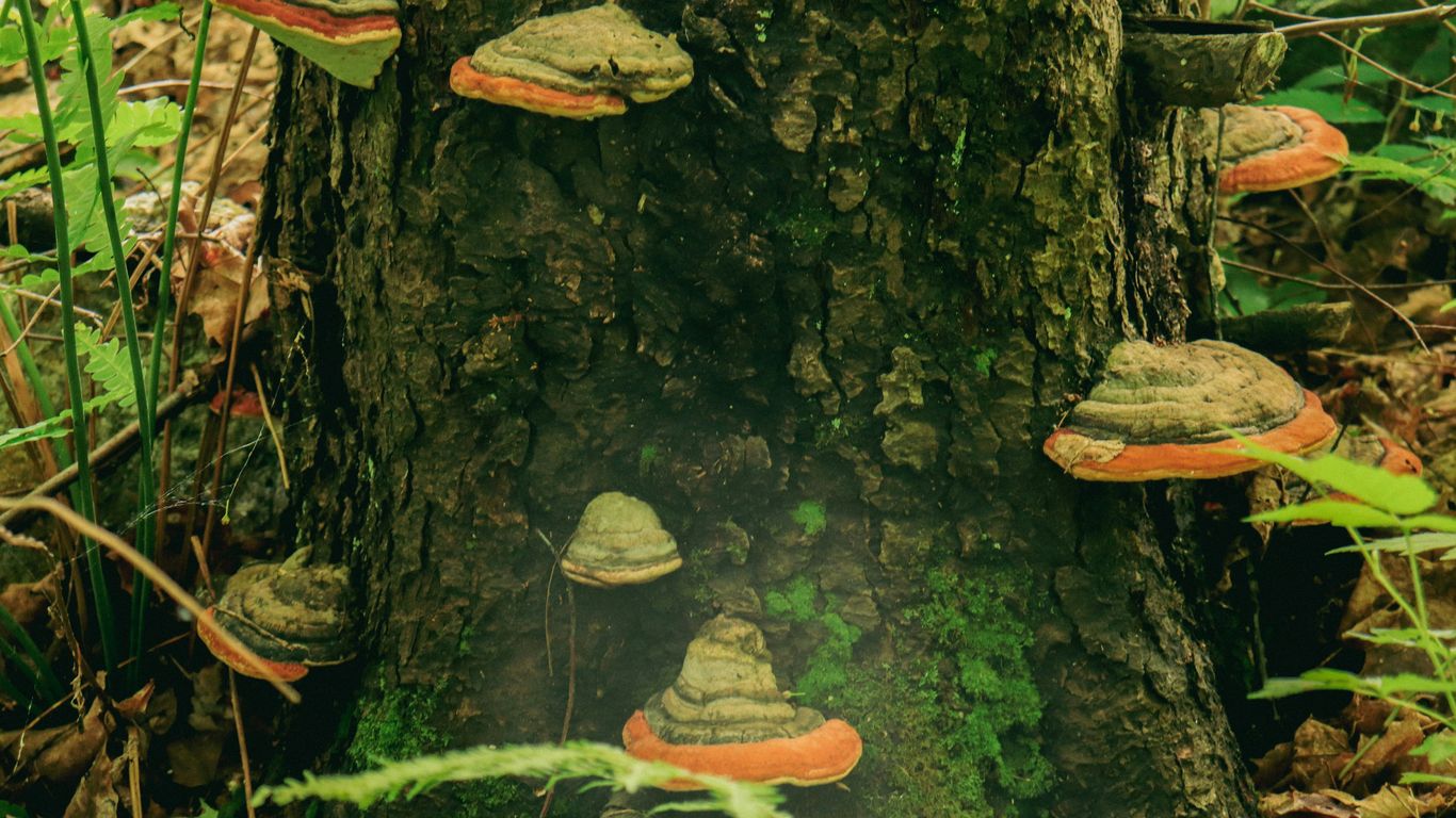 a group of mushrooms growing on a tree stump