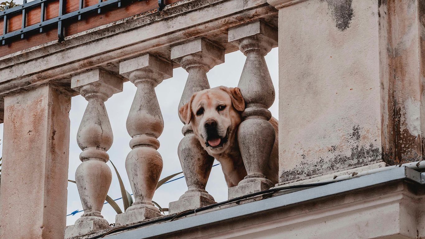 a dog that is standing on a balcony