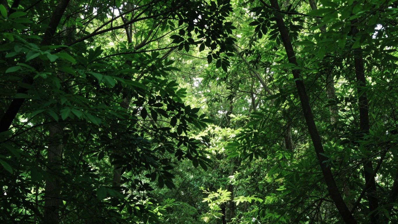 Forêt verte luxuriante avec lumière du soleil filtrant à travers les feuilles.