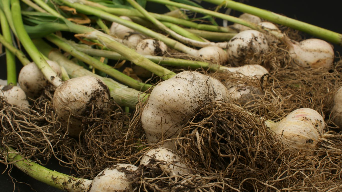 a group of mushrooms in a nest