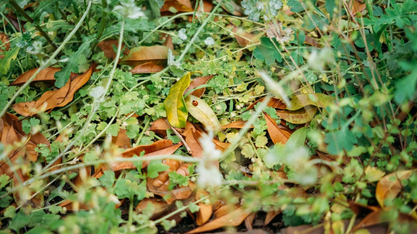 a frog in the grass