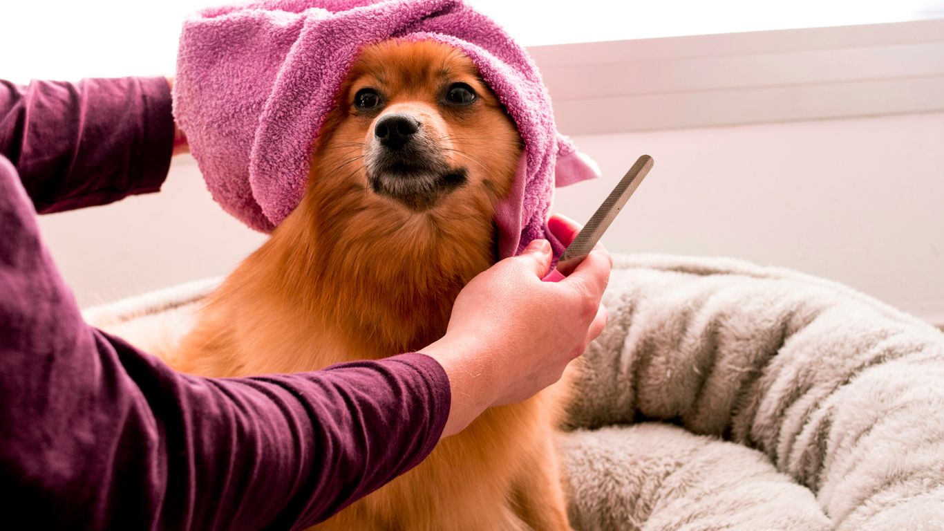 brown pomeranian wearing pink towel
