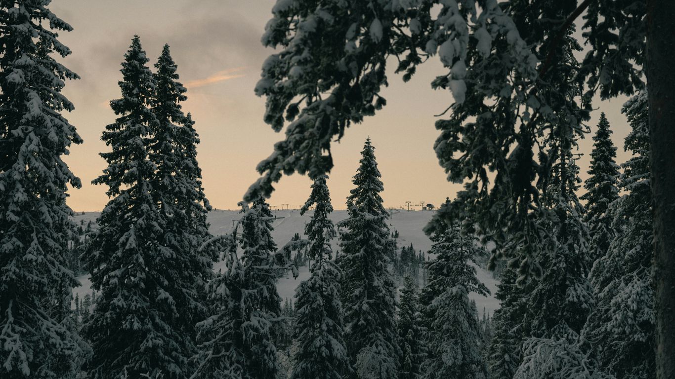 a forest filled with snow covered trees under a cloudy sky