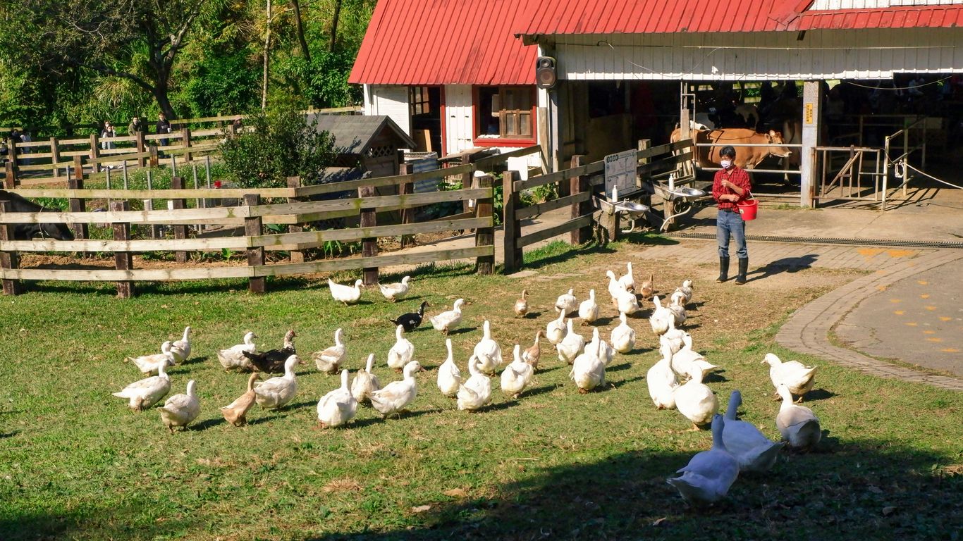 a woman standing next to a flock of chickens