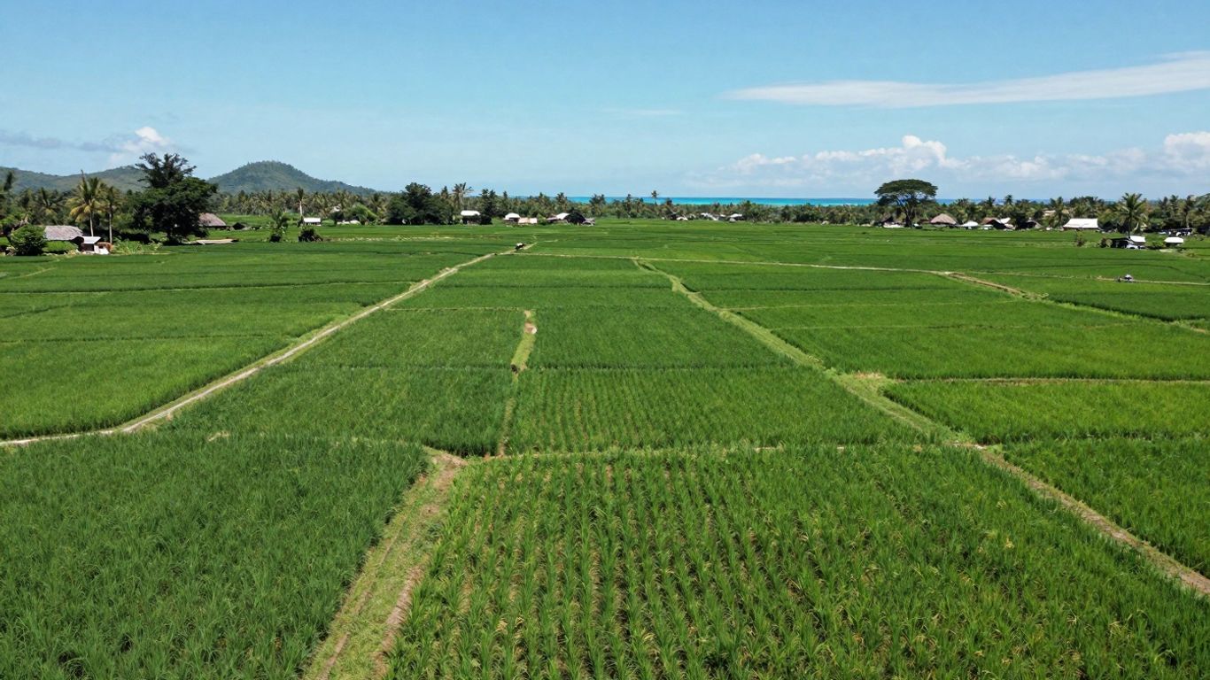 Aerial view of Sumba's green rice paddies and ocean.
