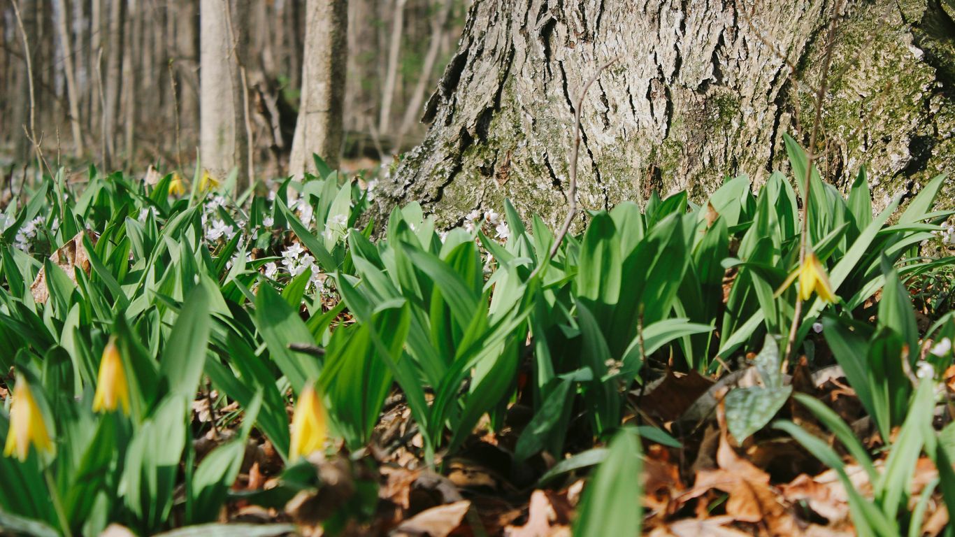 green plant beside brown tree trunk